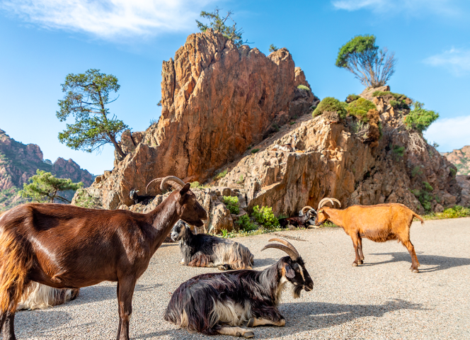 Goats in Corsica - RG20