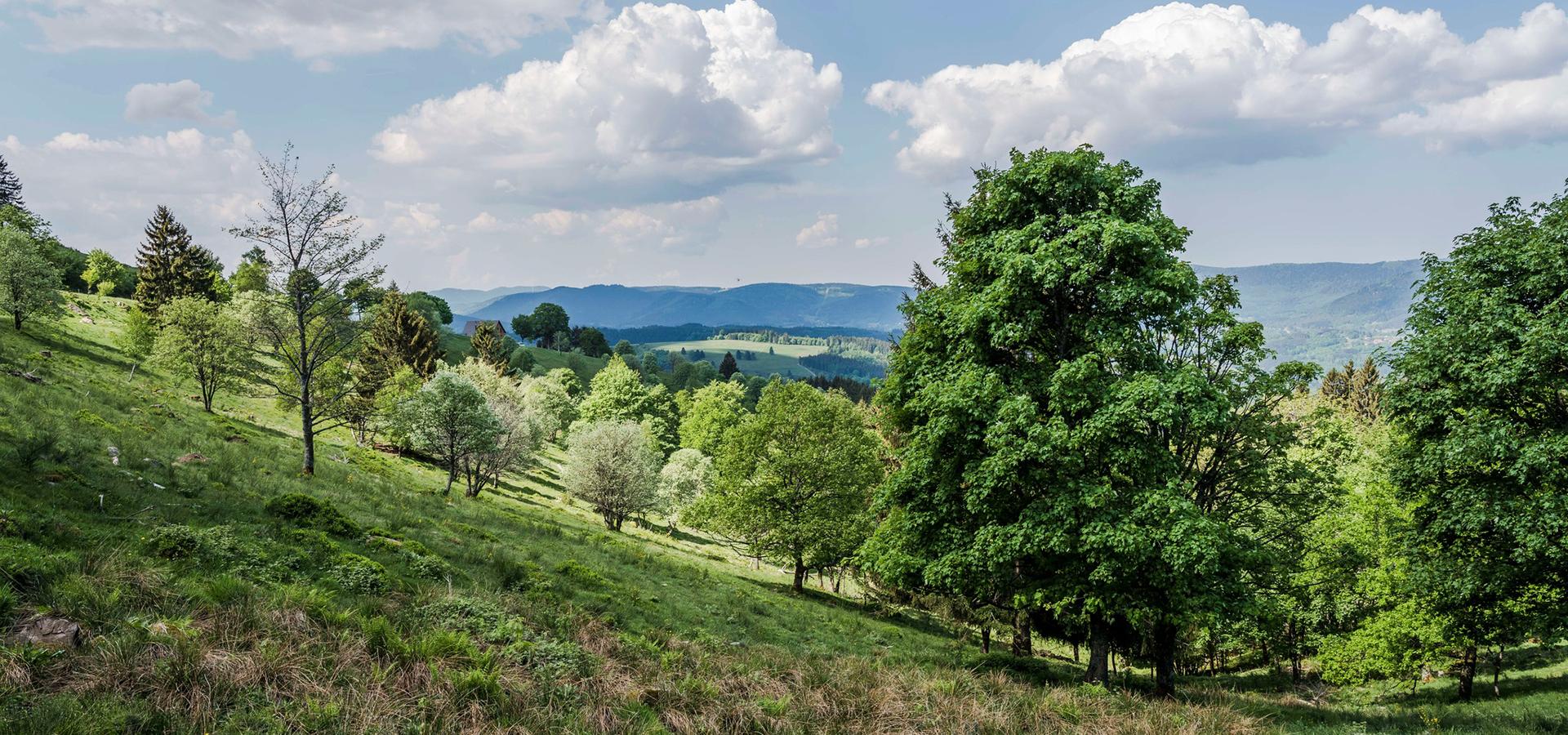 Camping La Forêt Klingenthal Alsace